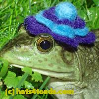 /home//u458753944/public_html/sourcegallery//Frogs/More bullfrogs/P6020096.JPG